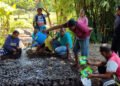 Penyintas Erupsi Lewotobi Kembangkan Pertanian Semangka dan Melon untuk Pemulihan Ekonomi