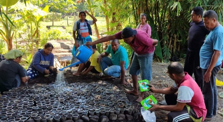 Penyintas Erupsi Lewotobi Kembangkan Pertanian Semangka dan Melon untuk Pemulihan Ekonomi